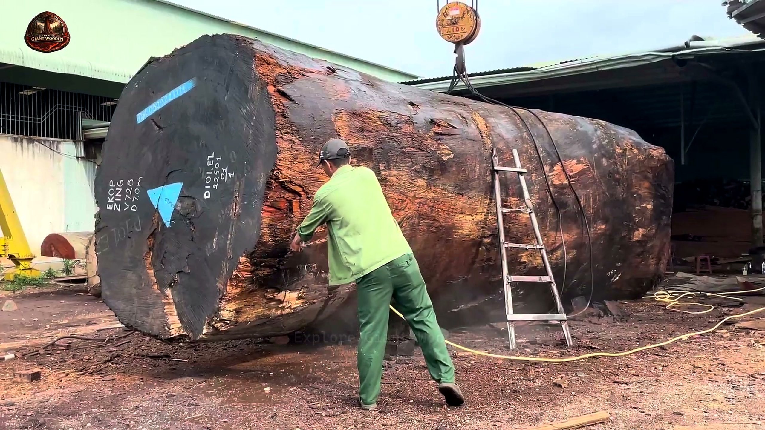 precious wood more valuable than gold - the source video context before the main process is judged