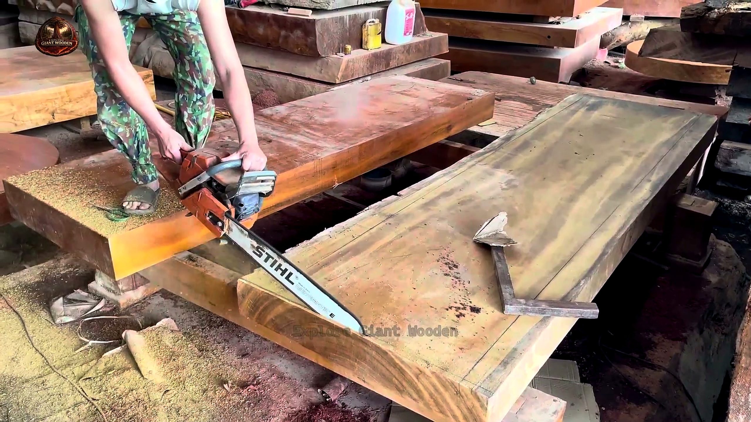 skill cutting giant 1000 year old - the source video context before the main process is judged